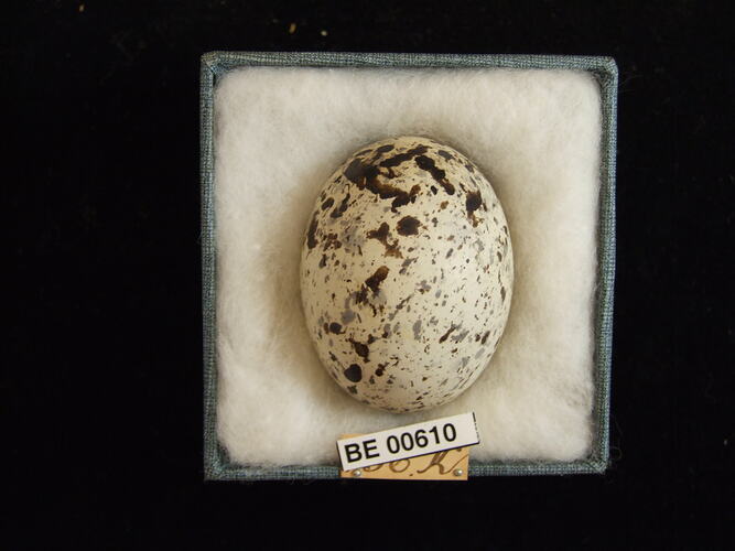 Bird egg with specimen labels in box.