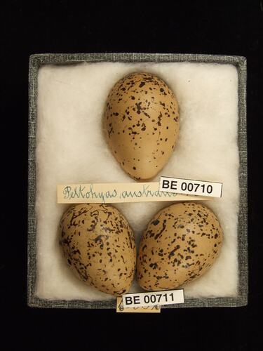 Three bird eggs with specimen labels in box.