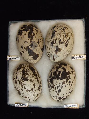 Four bird eggs with specimen labels in box.