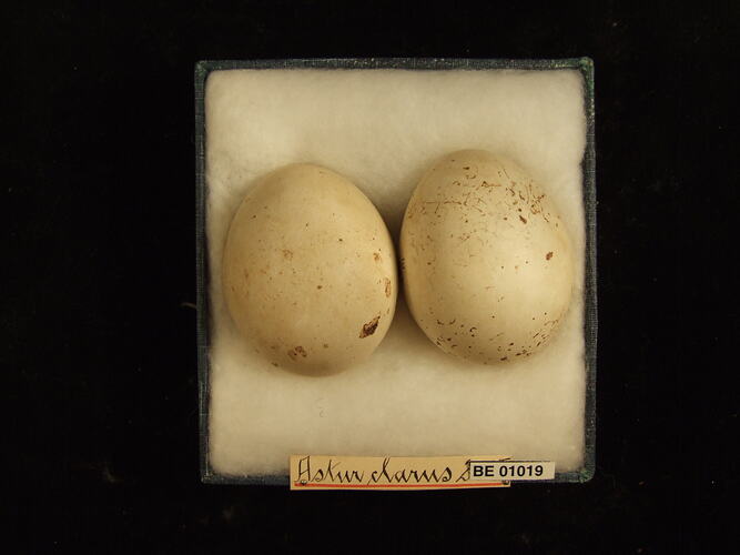Two bird eggs and specimen label in box.