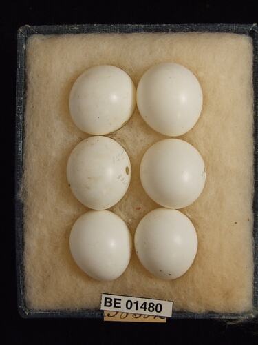 Six bird eggs with specimen labels in box.