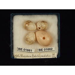 <em>Cuculus pallidus</em>