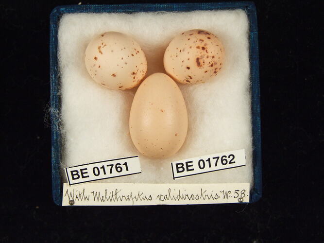Three bird eggs with specimen labels in box.
