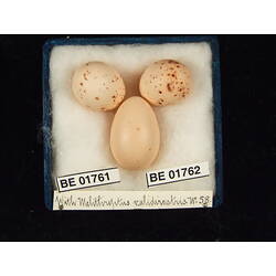 <em>Cuculus pallidus</em>