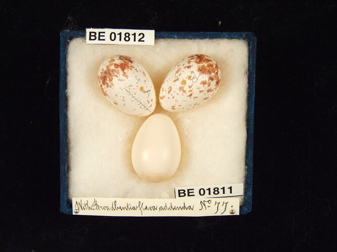 Three bird eggs with specimen labels in box.