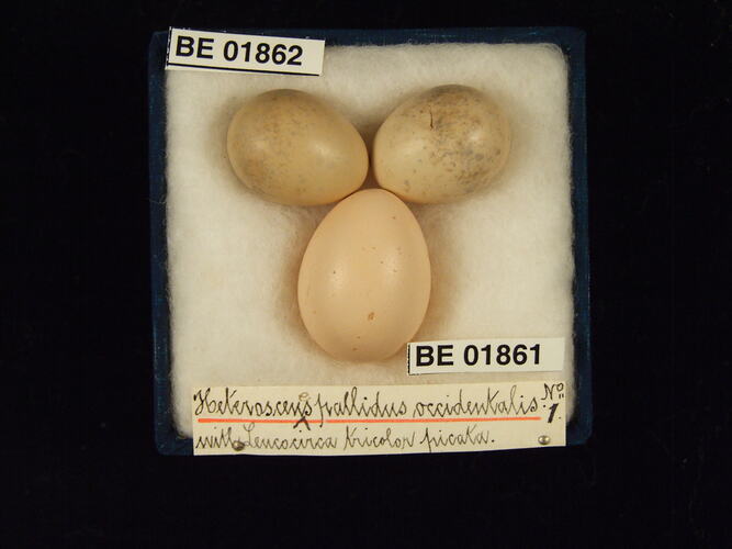 Three bird eggs with specimen labels in box.