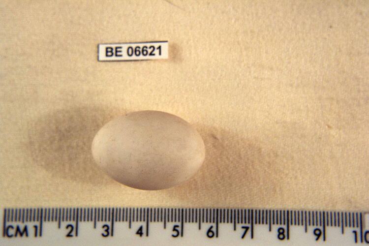 Bird egg with specimen label beside ruler.