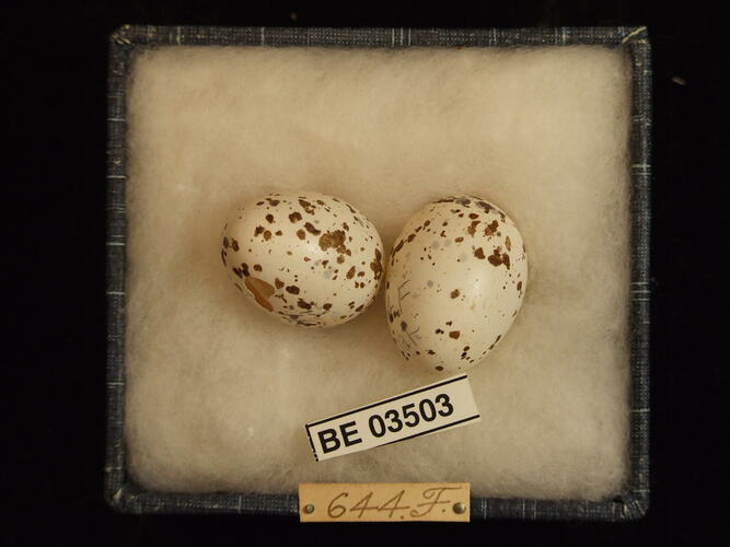 Two bird eggs in box with specimen labels.