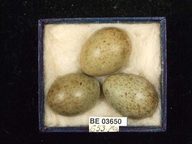 Three bird eggs in box with specimen labels.