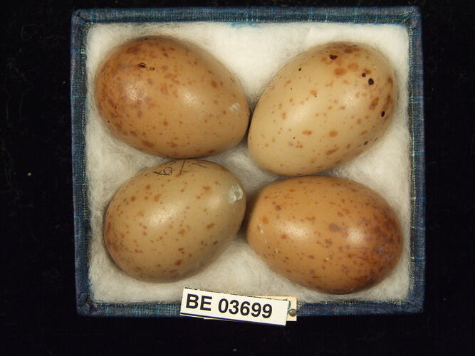 Four bird eggs in box with specimen labels.