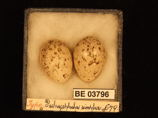 Two bird eggs in box with specimen labels.