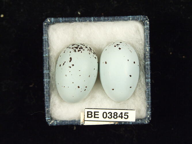 Two bird eggs in box with specimen labels.
