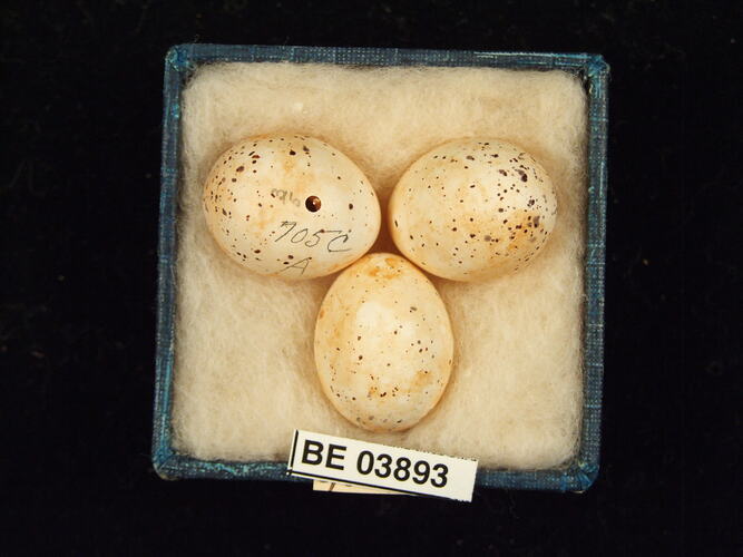 Three bird eggs in box with specimen labels.