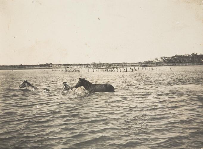 Digital Photograph - Horses Swimming to Saint Margaret Island, circa 1910
