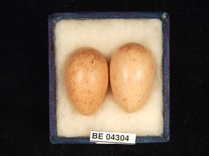 Two bird eggs in box with specimen labels.