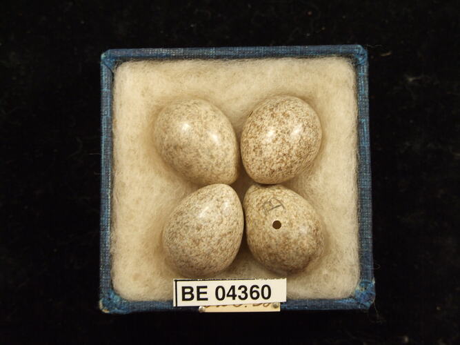 Four bird eggs in box with specimen labels.