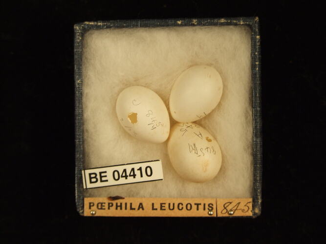 Three bird eggs in box with specimen labels.