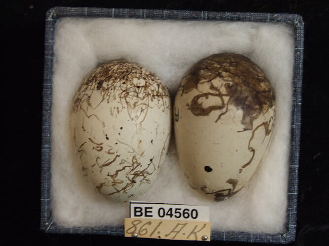 Two bird eggs with specimen labels in box.