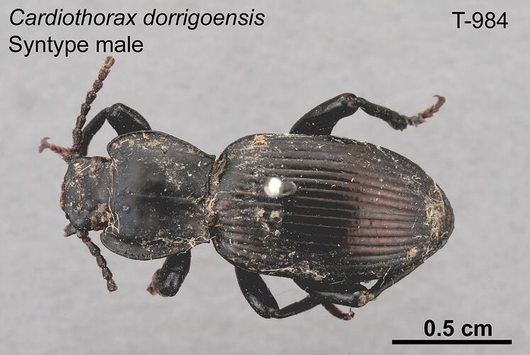 Beetle specimen, male, dorsal view.