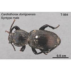 Beetle specimen, male, dorsal view.