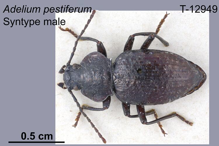 Beetle specimen, male, dorsal view.