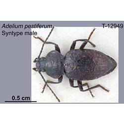 Beetle specimen, male, dorsal view.