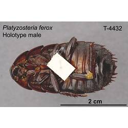 Cockroach specimen, male, ventral view.