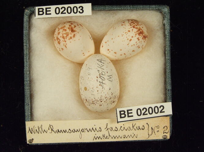 Three bird eggs with specimen labels in box.