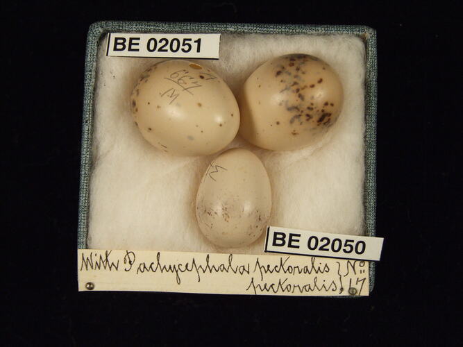 Three bird eggs with specimen labels in box.
