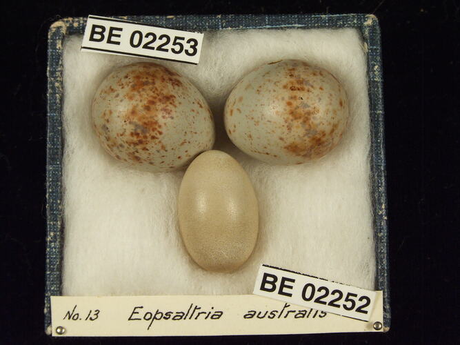 Three bird eggs with specimen labels in box.