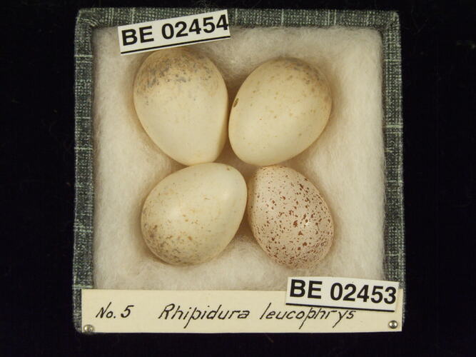 Four bird eggs with specimen labels in box.