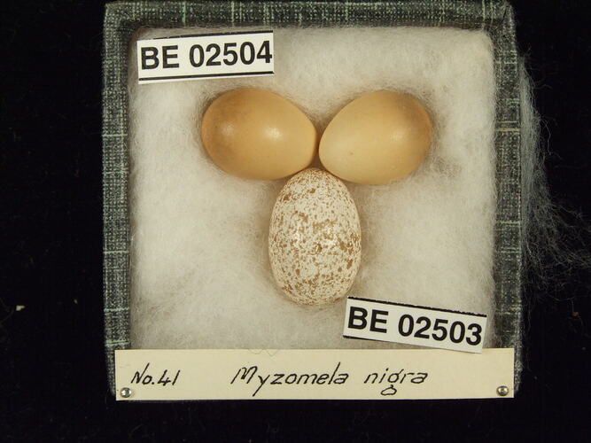 Three bird eggs with specimen labels in box.