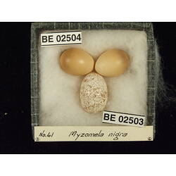 <em>Chalcites basalis</em> (Horsfield, 1821)