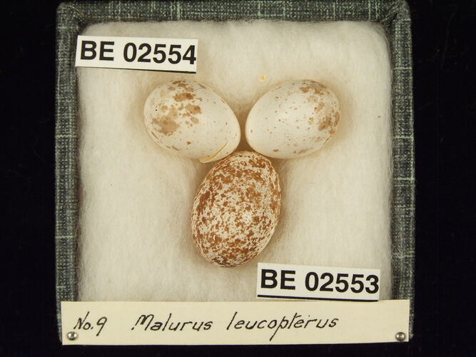 Three bird eggs with specimen labels in box.
