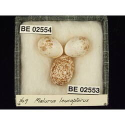 <em>Chalcites basalis</em> (Horsfield, 1821)