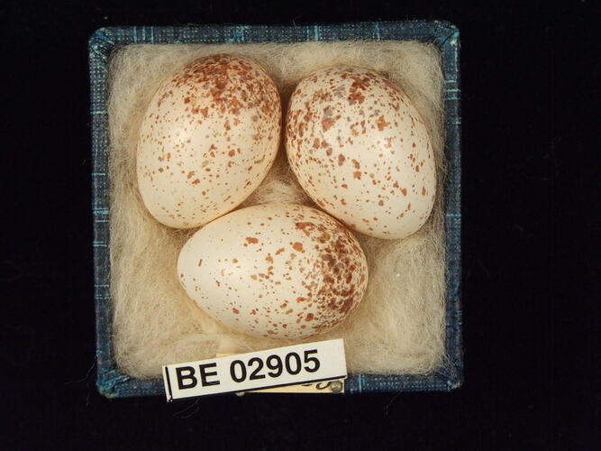 Three bird eggs with specimen label in box.