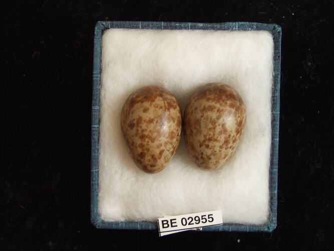Two bird eggs with specimen label in box.