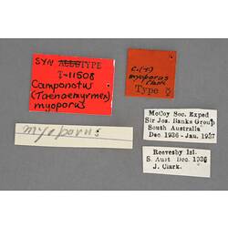 Entomology type specimen labels.