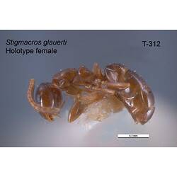 Ant specimen, female, lateral view.