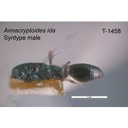 Wasp specimen, male, lateral view.