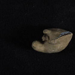 <em>Chama cornucopia</em>, fossil clam.  Registration no. P 91558.