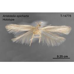 Moth specimen, ventral view.