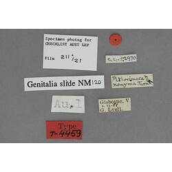 Entomology type specimen labels.