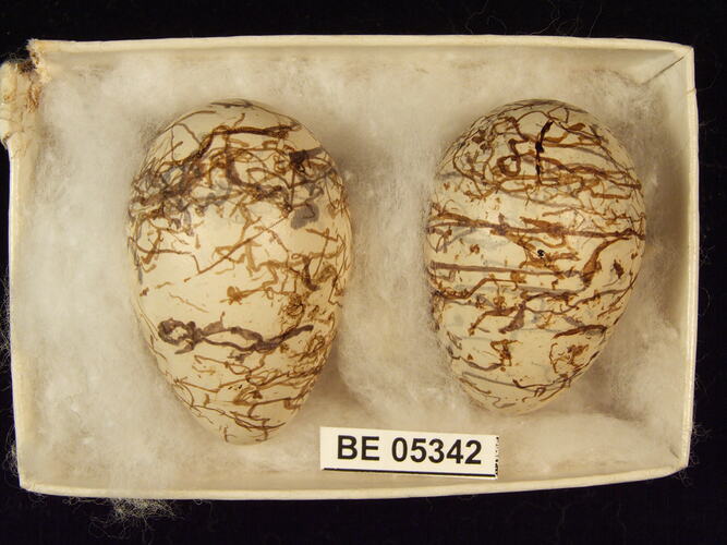 Two bird eggs with specimen label in box.