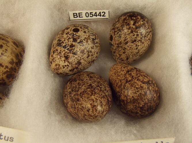 Close up of four bird eggs with specimen labels.