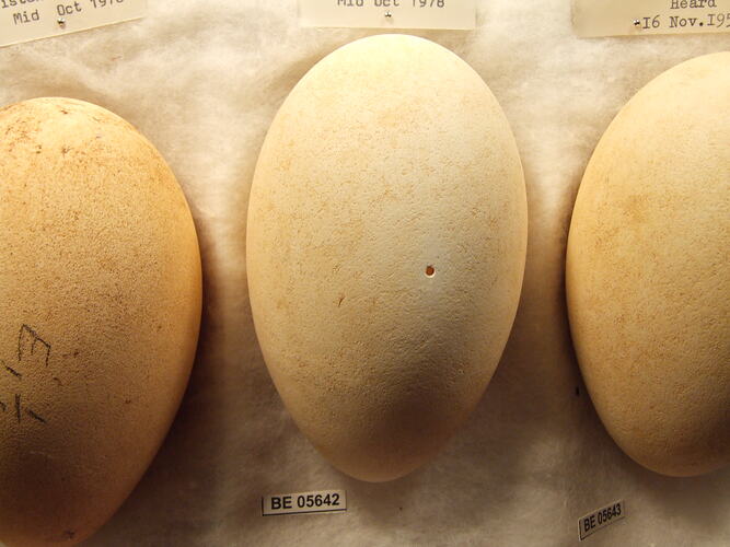Close up of  bird eggs with specimen labels.