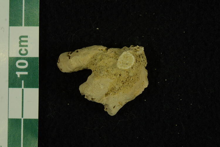 <em>Ceriopora clavata</em>, bryozoan fossil.  Registration no. P 120031-1.