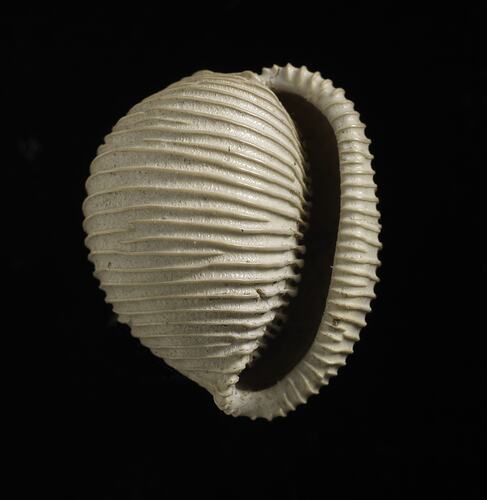 Aperture view of fossil cowry shell.