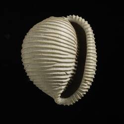<em>Nototrivia avellanoides</em> (McCoy, 1867)