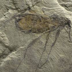Fossil flea in rock.